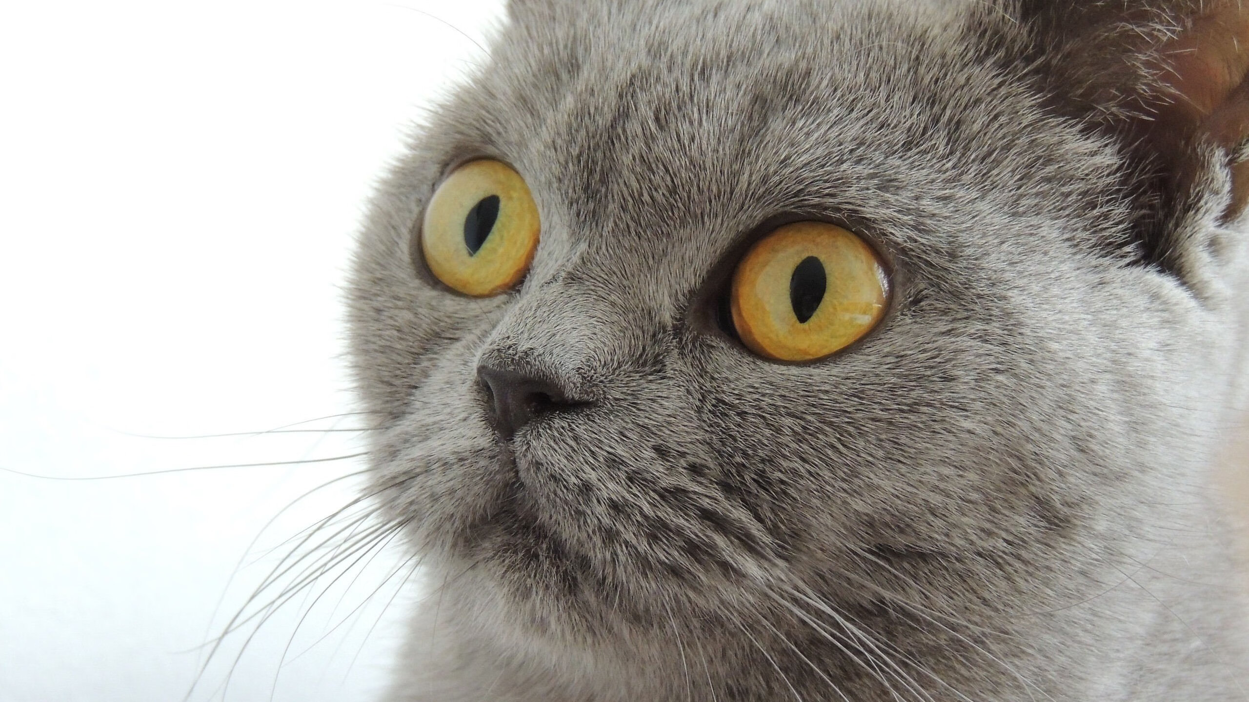 北京国安连续多场保持零封,北京国安最新引援消息