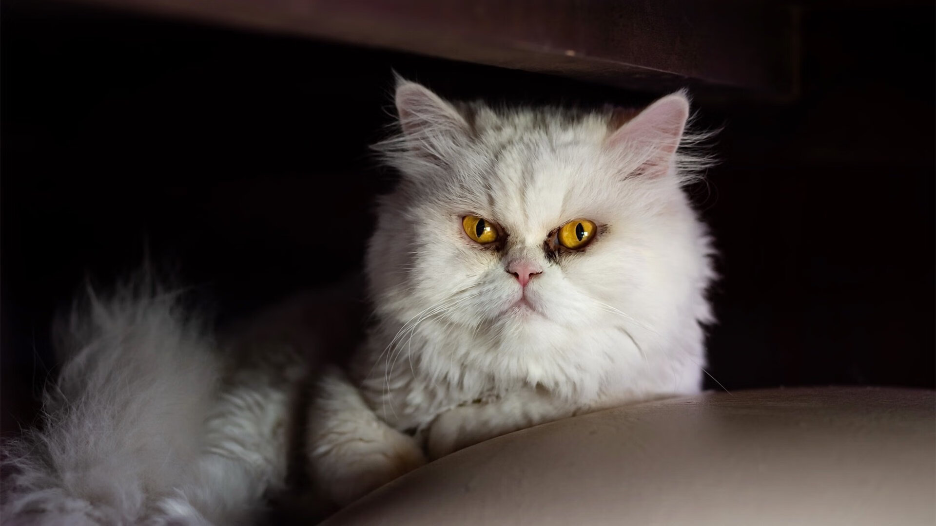 拜仁慕尼黑主场3-0战胜门兴格拉德巴赫，进攻火力全开，拜仁慕尼黑前主场