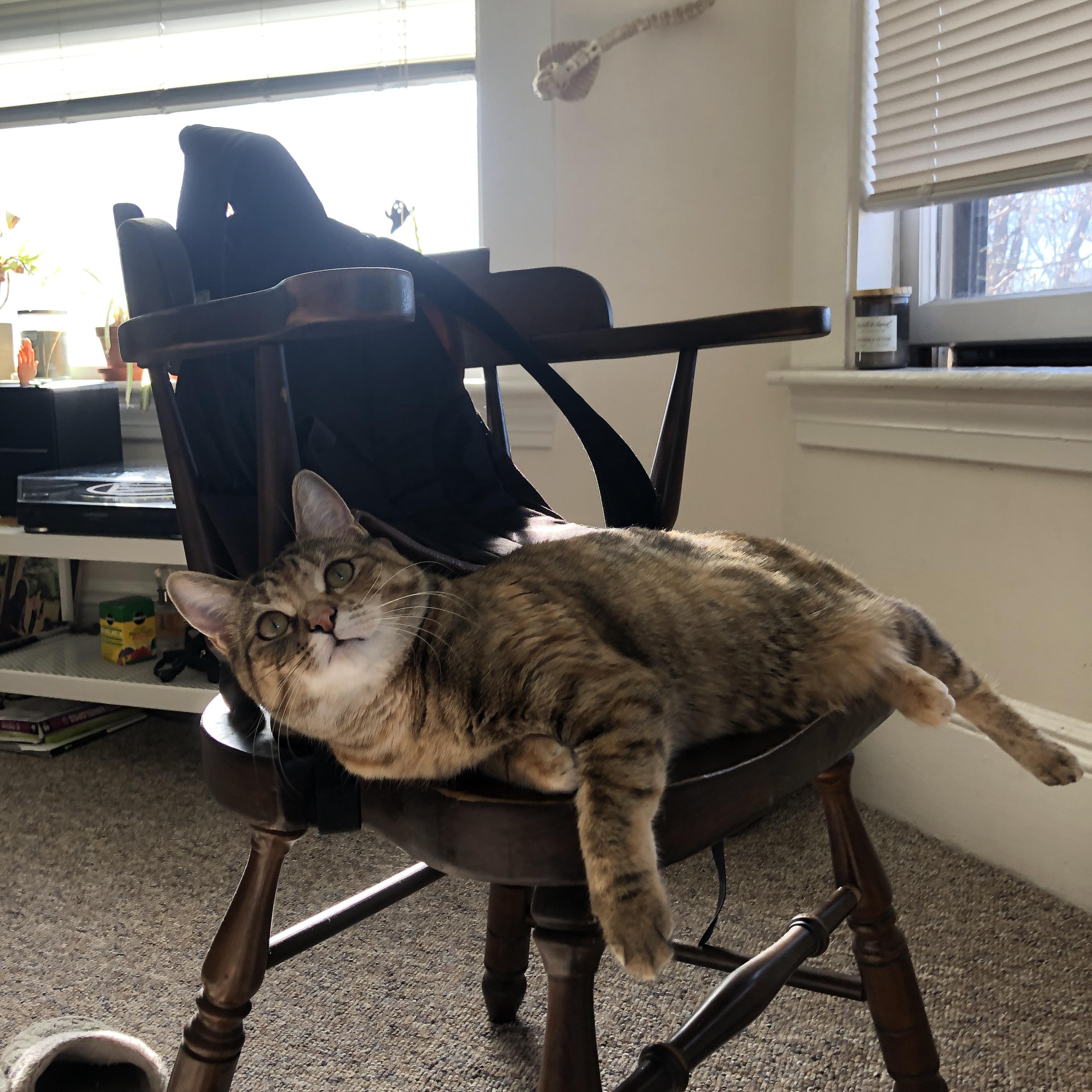 是否应增加更多混合训练营项目，是否应增加更多混合训练营项目的成本