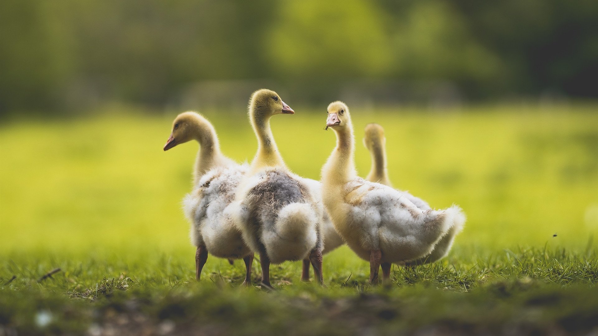 精彩可期:亚洲足球明星闪耀赛场,亚洲足球10大球星