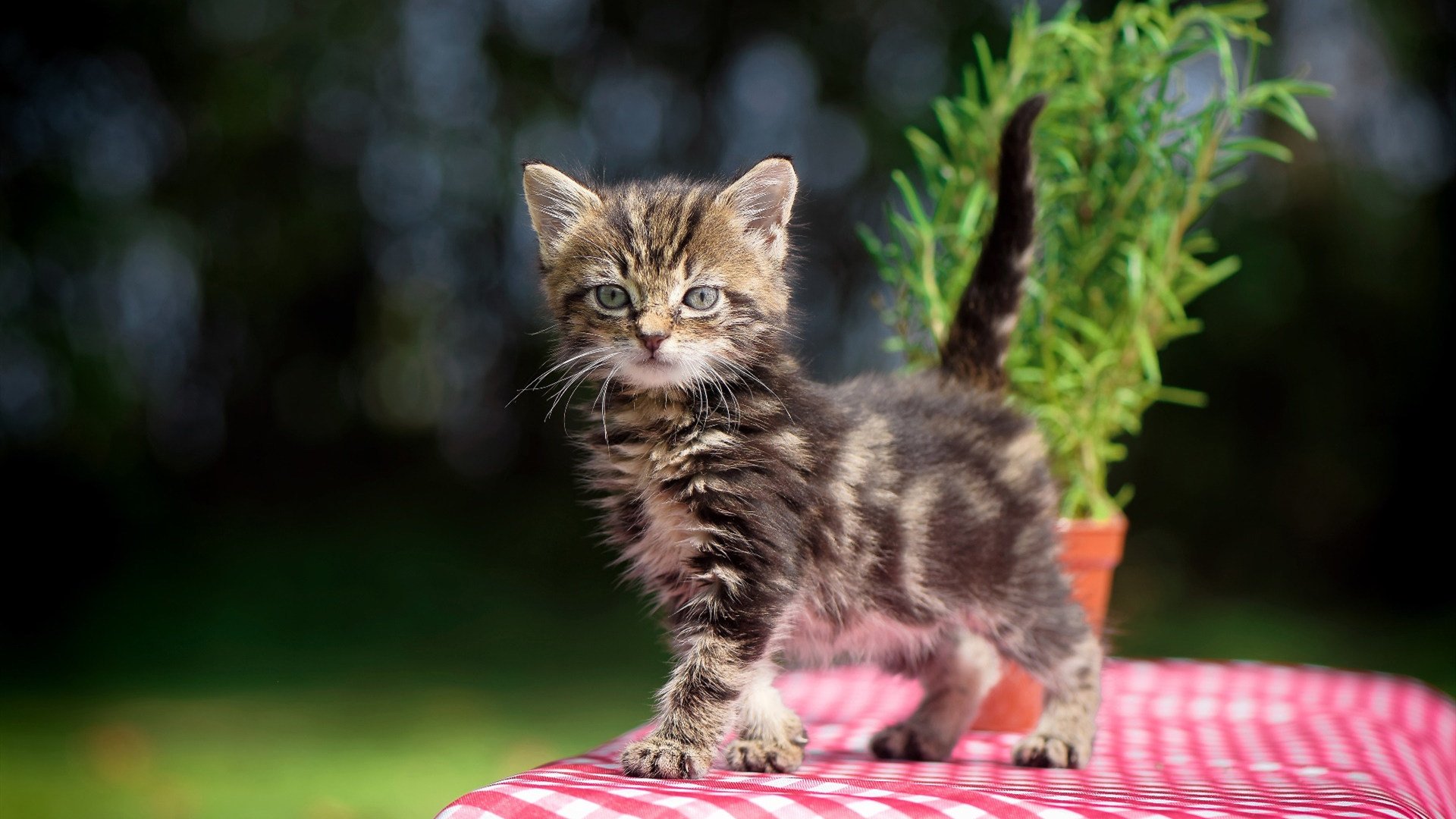 阿斯顿维拉主场2-0战胜曼联，伊萨克与乔林顿建功，阿斯顿维拉比赛