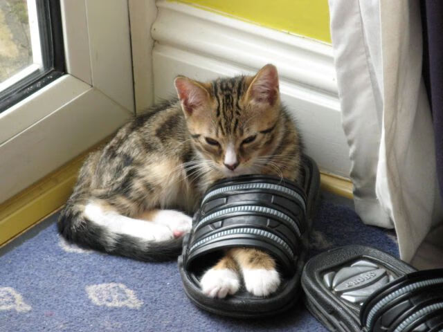 NBA球队替补席贡献分析报告，nba替补席能不能进入球场