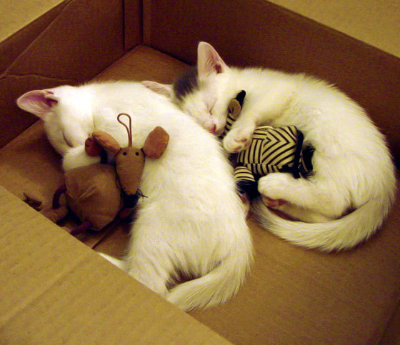 体育场馆安全管理标准，体育场馆管理规定