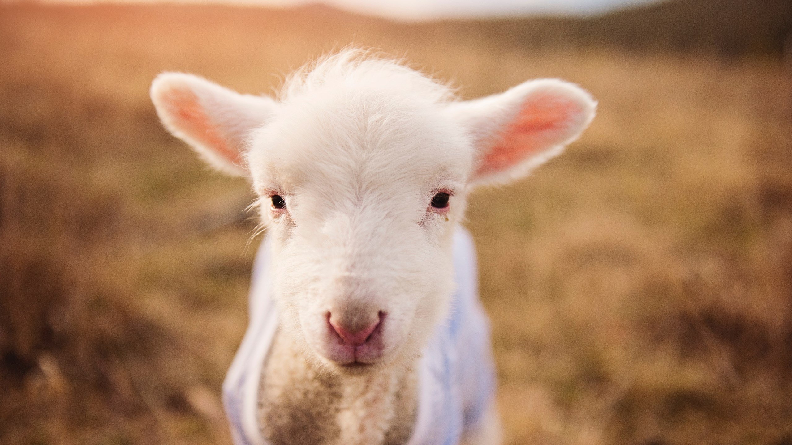 体育场馆安全管理标准，体育场馆管理规定