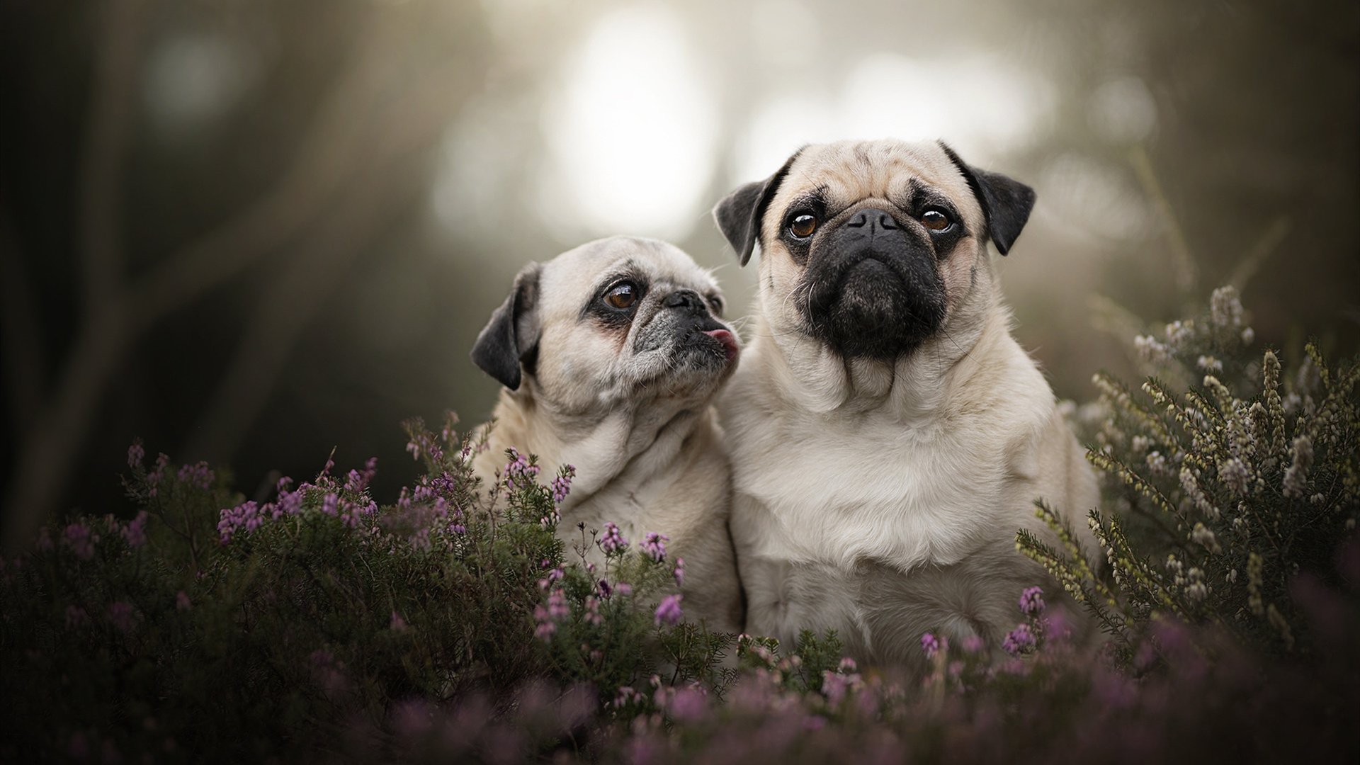 俱乐部文化：球队背后的人文故事，球队俱乐部靠什么盈利