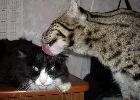 全国青少年运动会武艺竞技精彩纷呈，全国青少年武术套路锦标赛