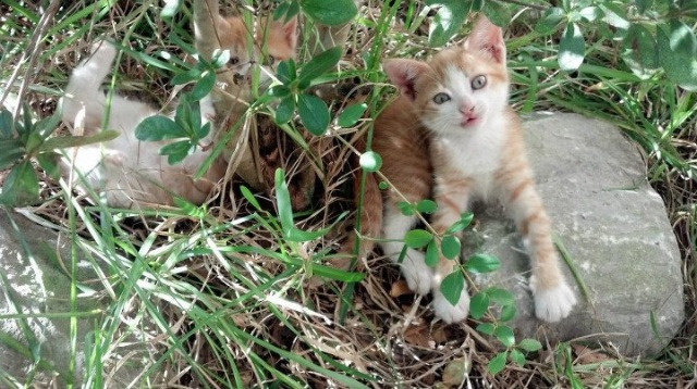 亚洲杯中国足球战败 球迷提出改革建议,亚洲杯国足分析
