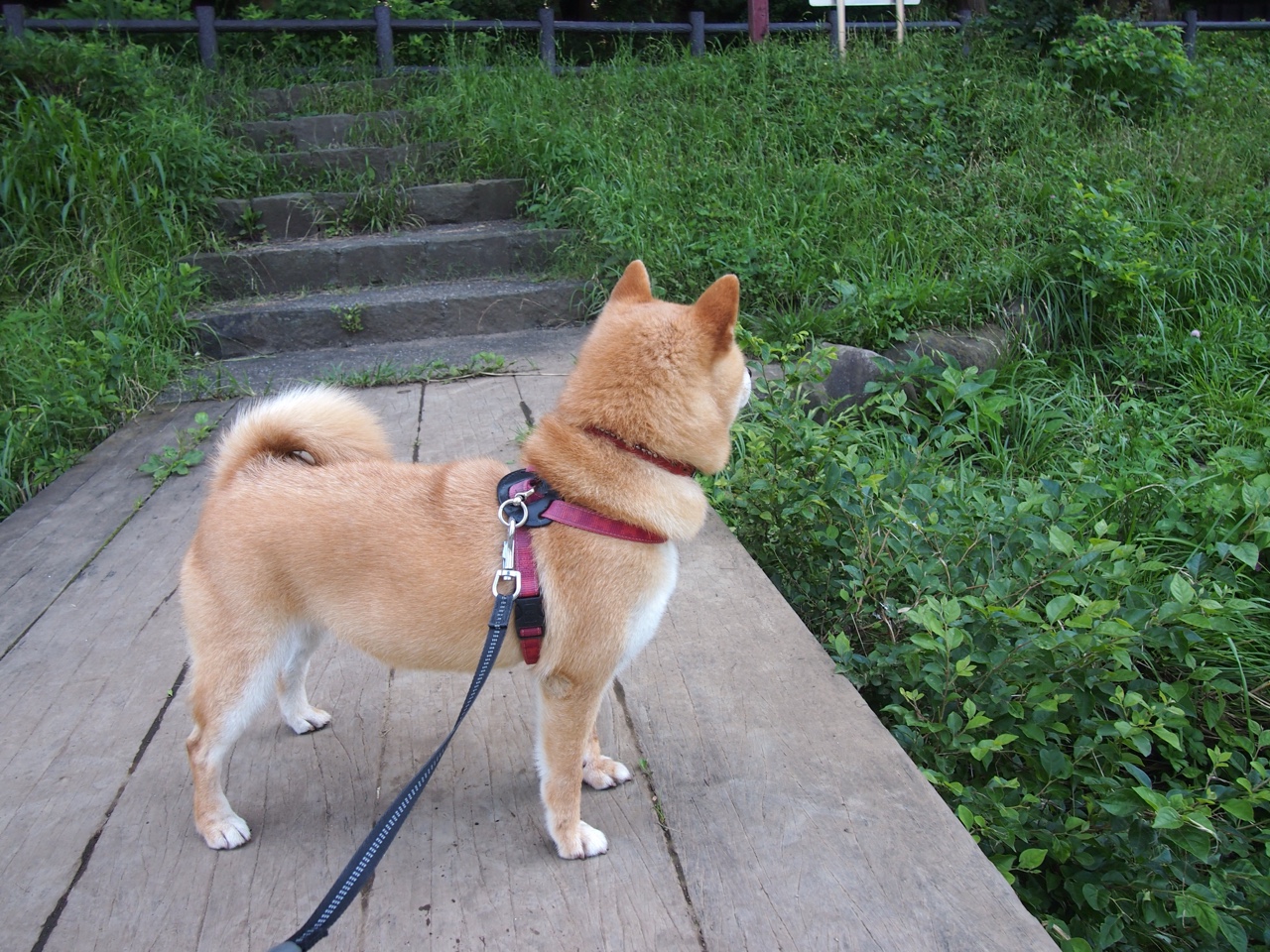 体操世界杯总决赛中国队再揽三金,2021年体操世界杯