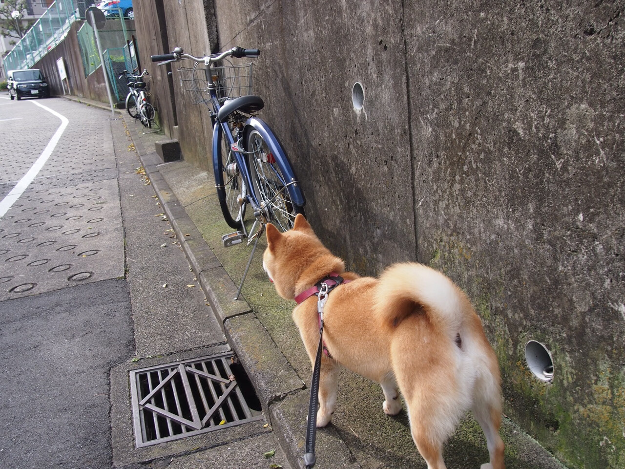 搏击赛场竞争激烈运动精神展现,搏击比赛现场