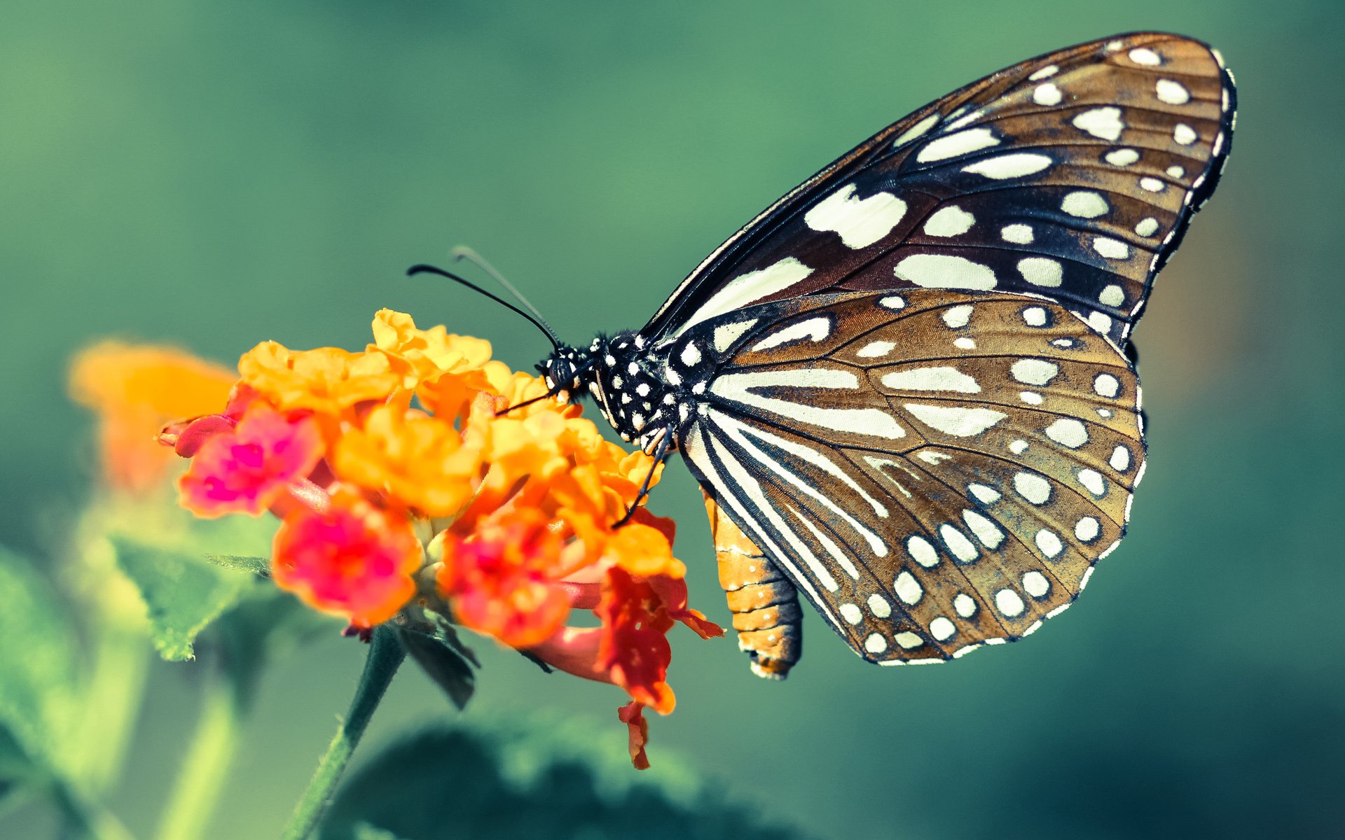 男子800自美队表现中规中矩，男子800米自由泳决赛直播