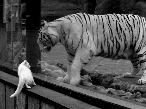 乐鱼电竞在线平台登录入口-塔图姆主场爆发带领凯尔特人复仇快船，塔图姆27分凯尔特人胜猛龙