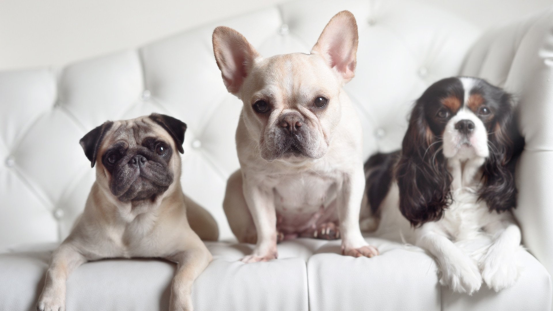 水球比赛比利时男队防守严密，比利时队放水