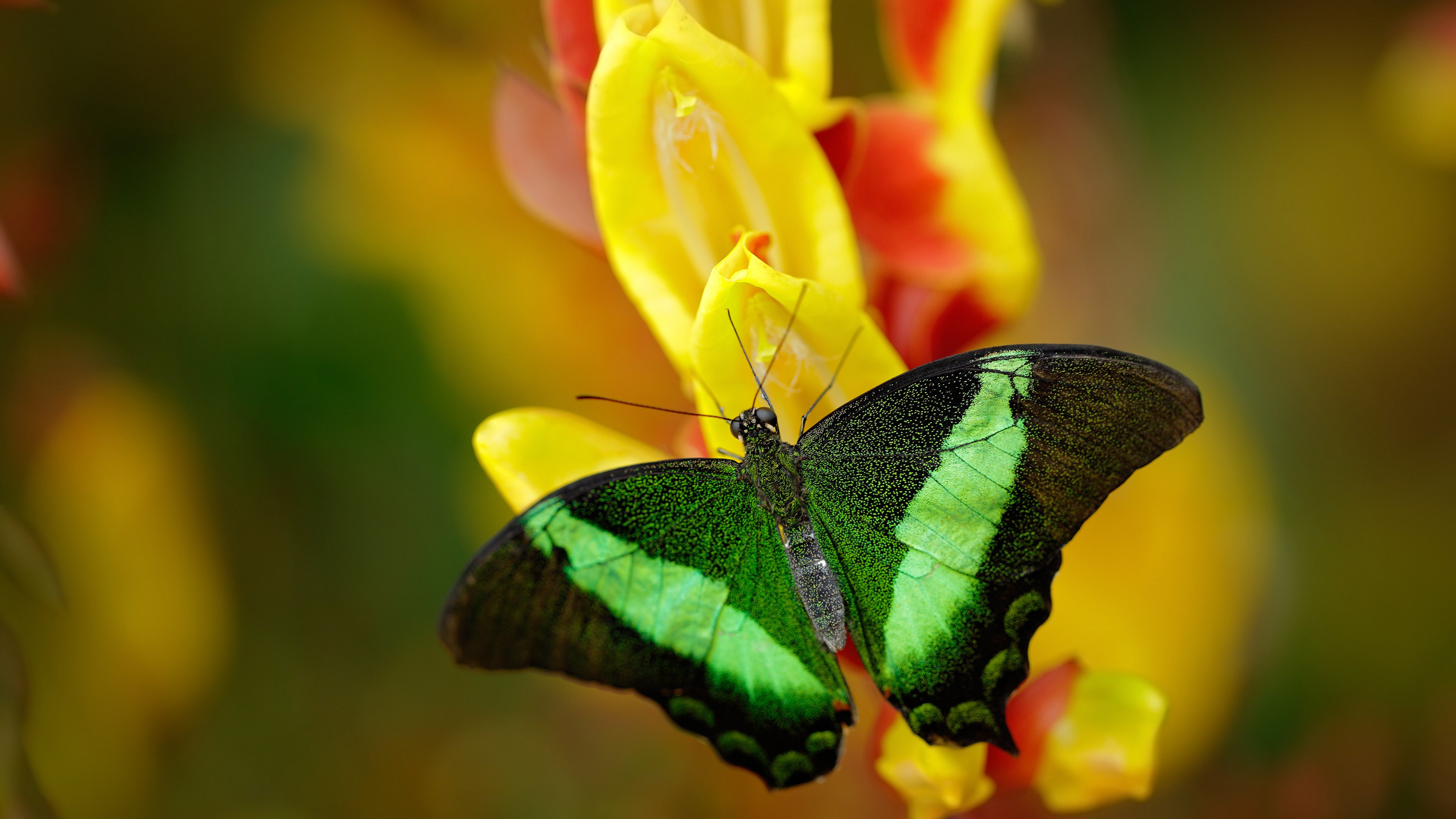 自由泳接力摩纳哥表现抢眼，200自由泳接力视频