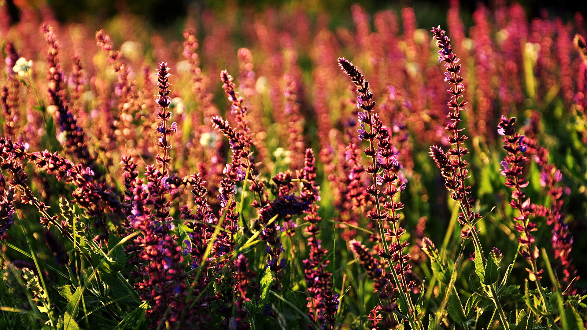 达米恩·麦肯齐：他是全黑队背后进攻的支点，每次传球都充满威胁